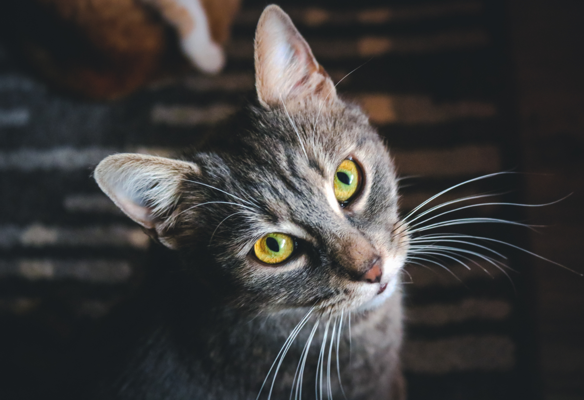 Katzenfarben - Graue Katze