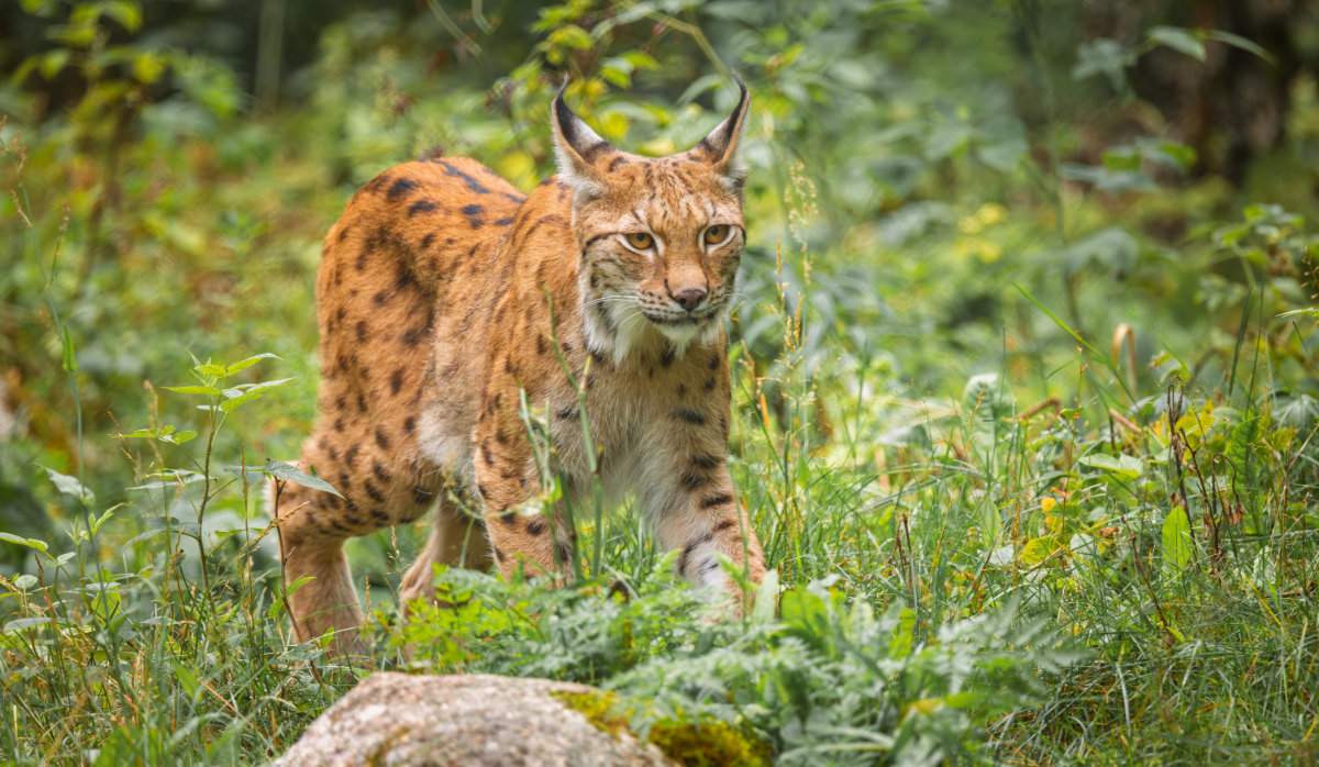 Gesunder Luchs in der Wildnis