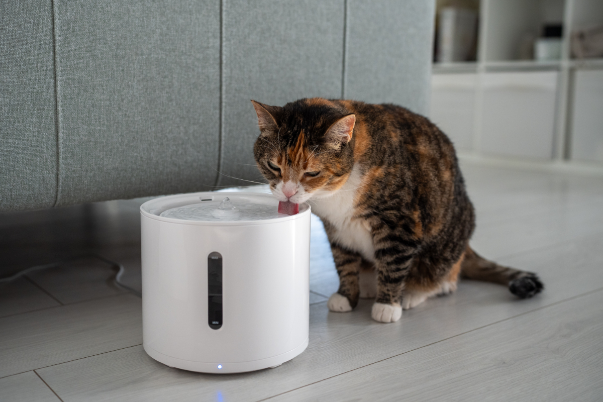 Trinkbrunnen für Katzen
