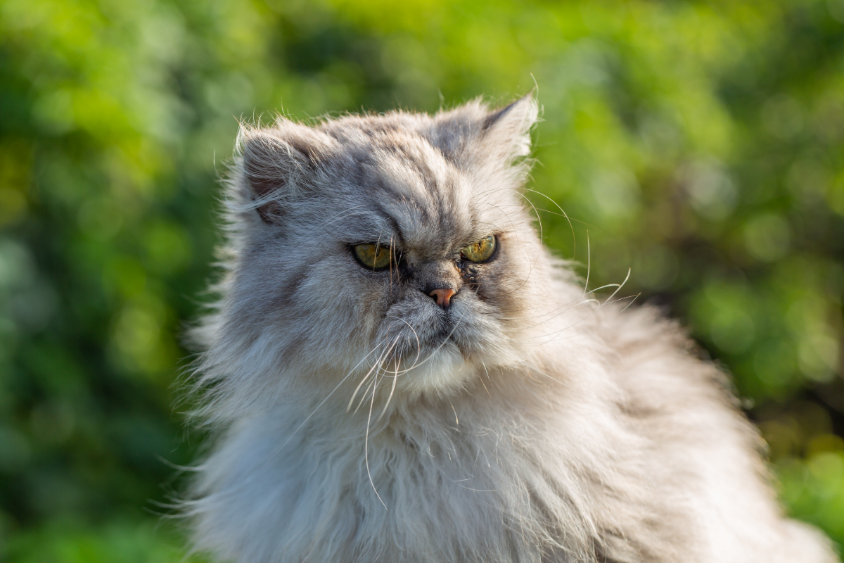 Grumpy