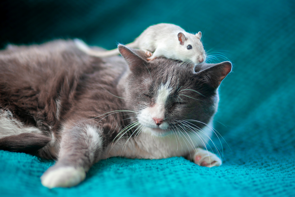 Tom und Jerry?